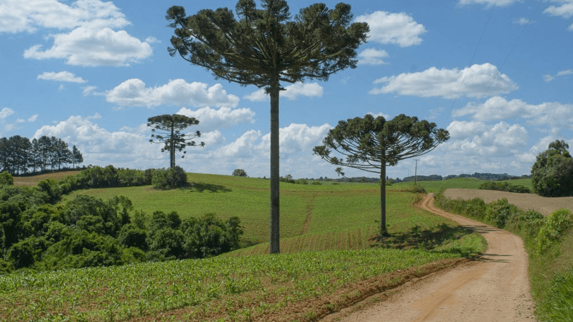 Como Saber o Valor Real do Meu Imóvel em Campo Magro?