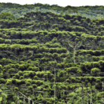 Avaliação de Imóveis Rurais na Região de Araucária – Métodos e Tendências