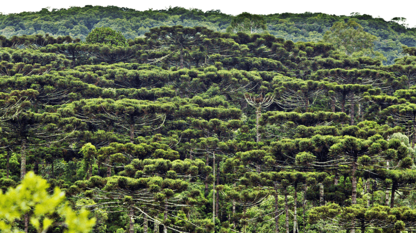Avaliação de Imóveis Rurais na Região de Araucária – Métodos e Tendências