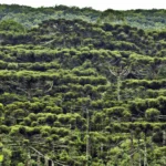 Avaliação de Imóveis Rurais na Região de Araucária – Métodos e Tendências
