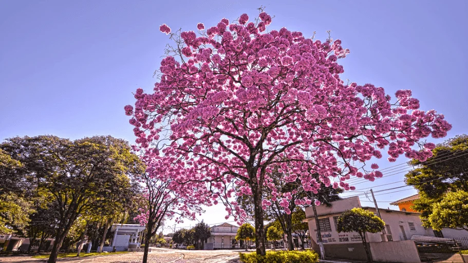 Engenheiro Avaliador em Alto Paraná: Como Escolher o Profissional Certo